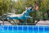 Dog Diving – So funktioniert der Wasser-Trendsport für Hunde.jpg